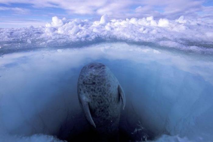  Paul Nicklen (45 )