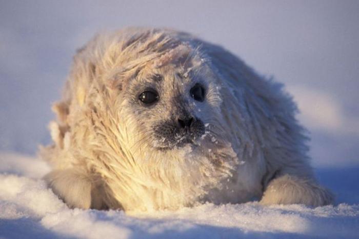 Фотограф Paul Nicklen (45 фото)