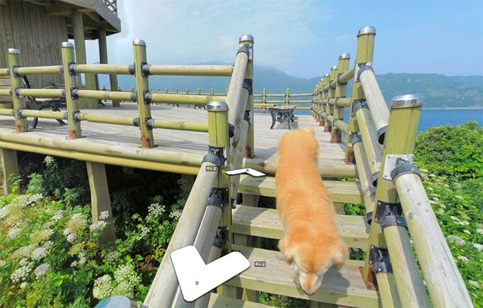 Заинтересовавшийся камерой пес попал на снимки Google Street View (7 ф