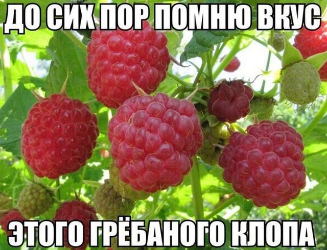 Прикольные картинки (20 фото)