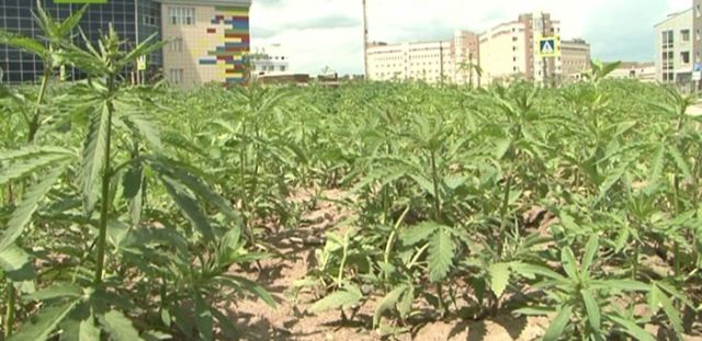У здания Верховного суда Хакассии разрослось поле конопли (3 фото)