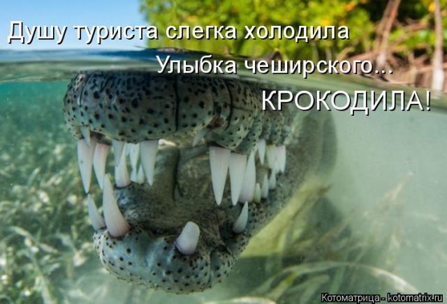 Приколы с домашними питомцами (50 фото)