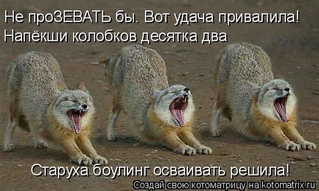 Приколы с домашними питомцами (50 фото)