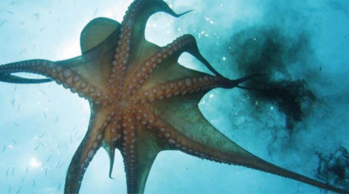 Ужасные случаи нападения осьминогов на человека (5 фото)