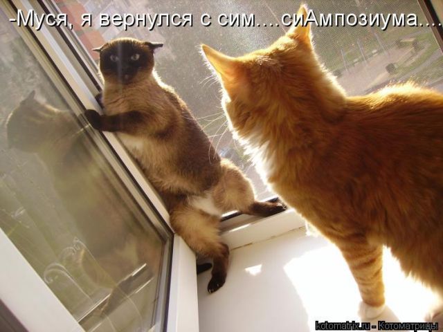 Лучшие котоматрицы недели (50 фото)