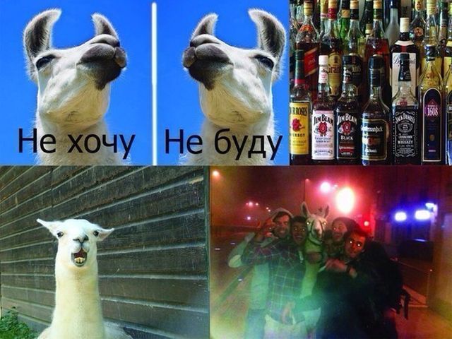 Алкогольный юмор (21 фото)