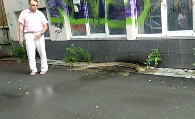 В Тюмени на улице обнаружили трехметрового питона (2 фото)
