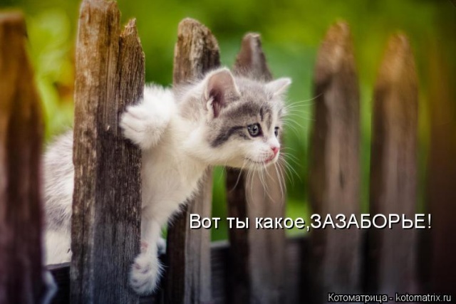 Лучшие котоматрицы недели (50 фото)