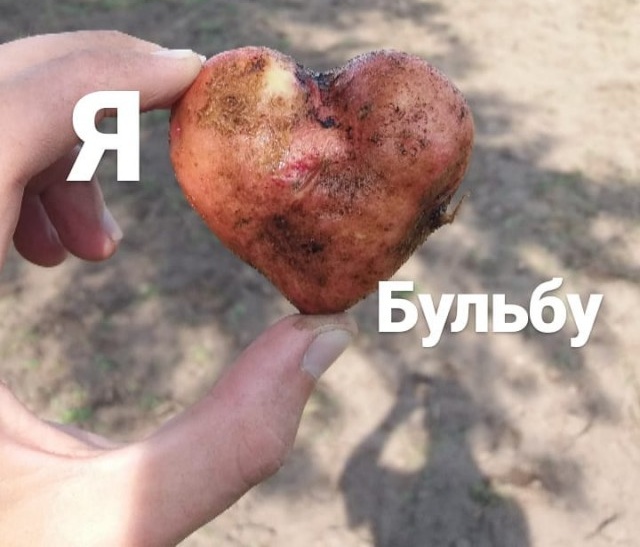 Картофельная лихорадка (38 фото)