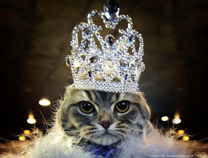 Выставка милых котиков (33 фото)