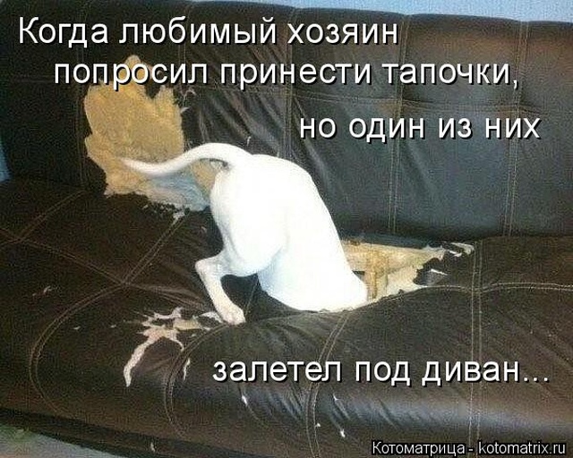 Подборка фото с домашними любимцами (50 фото)