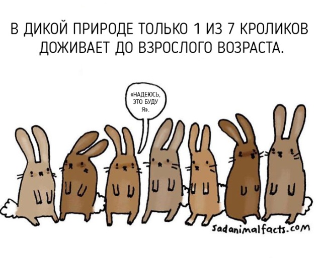 Интересные факты о животных в рисунках (11 картинок)