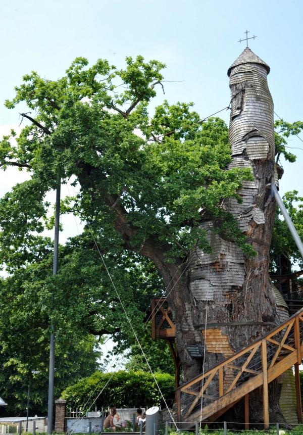 Две часовни внутри дуба (14 фото)