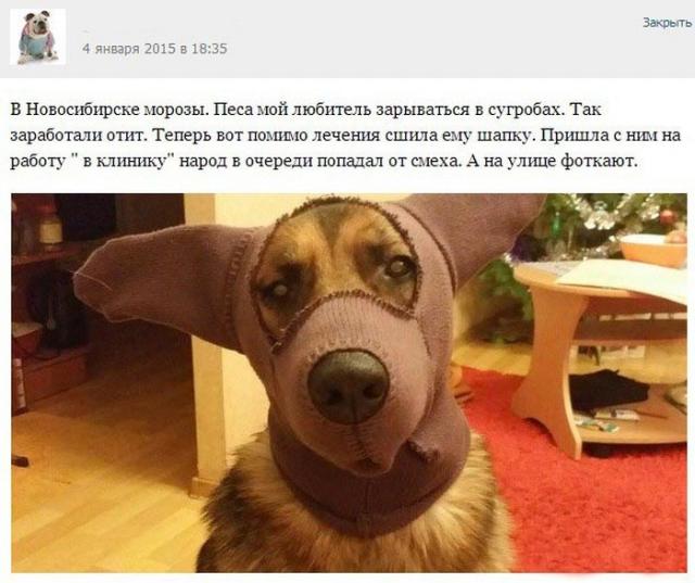 Из жизни ветеринаров (25 фото)