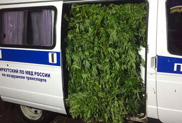 Оперативники вывезли полную Газель марихуаны с плантации (3 фото)