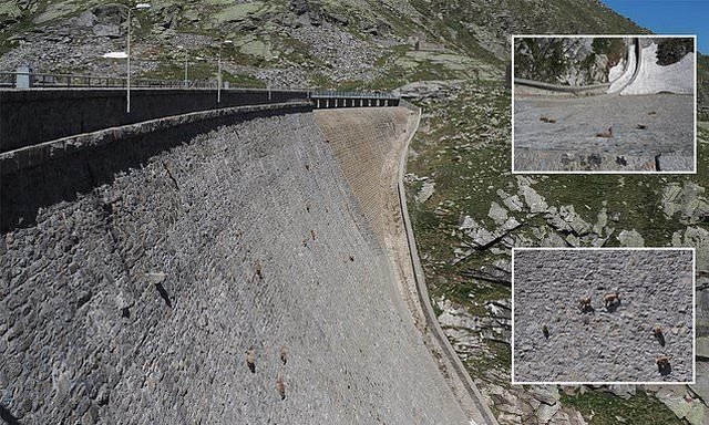 Отвесная плотина в Италии стала излюбленным местом для коз (4 фото)