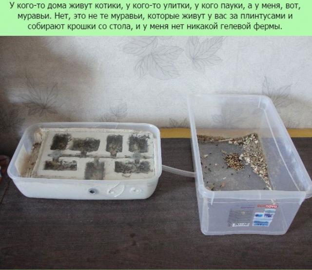 Новые тенденции в мире домашних животных (11 фото)