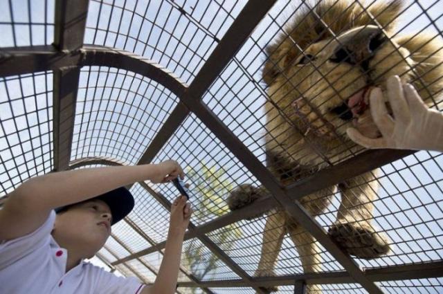 Safari Lion Zoo: ,     (14 )