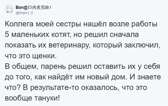 Японец нашел странных котят, которые оказались "щенками" (5 фото)