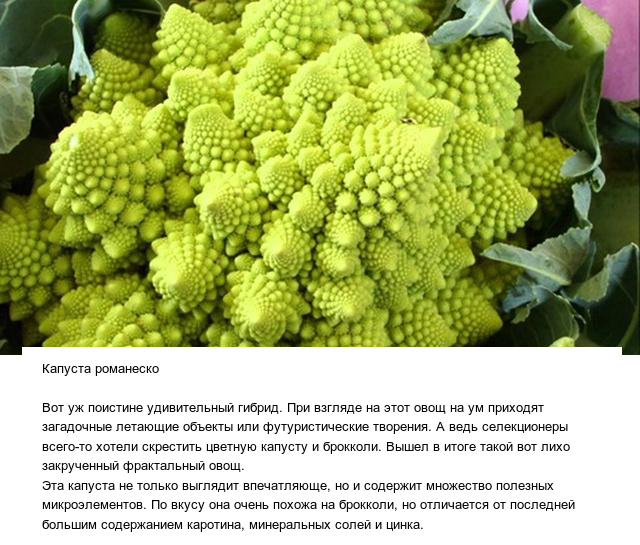 Странные овощи и необычные плоды, которые вас точно удивят (13 фото)