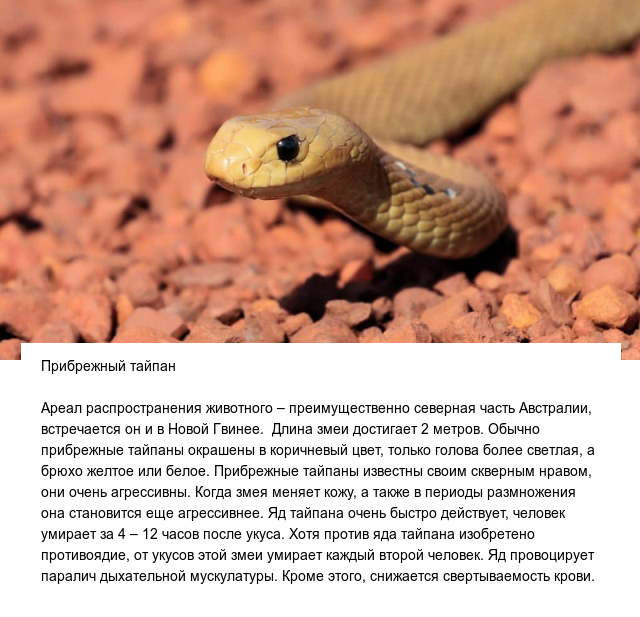Самые опасные и ядовитые в мире змеи (10 фото)