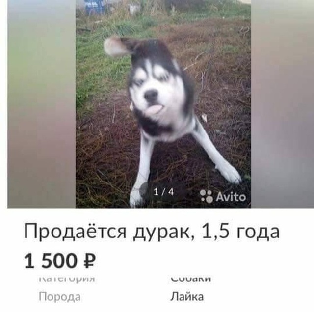 Если хотите завести хаски, будьте готовы и к такому (3 фото)