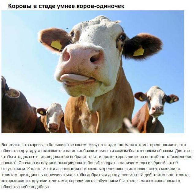 Социальные сети животного мира (10 фото)