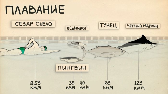 Показатели уровня физических навыков спортсменов и животных (4 фото)