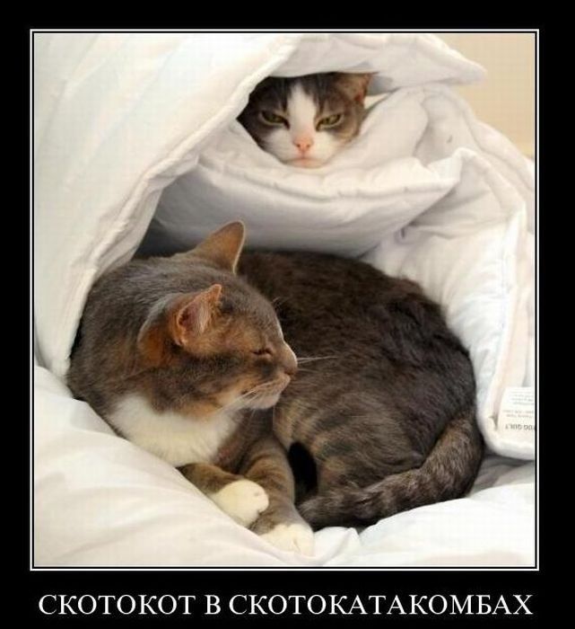 Демотиваторы