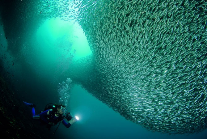 Самый большой рыбный косяк на Земле (14 фото)