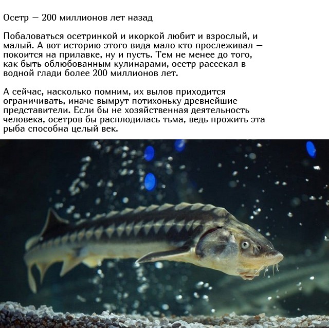 Древние существа, которые живут на нашей планете много лет (10 фото)
