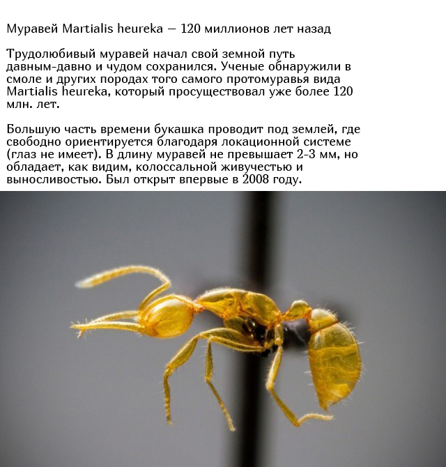 Древние существа, которые живут на нашей планете много лет (10 фото)