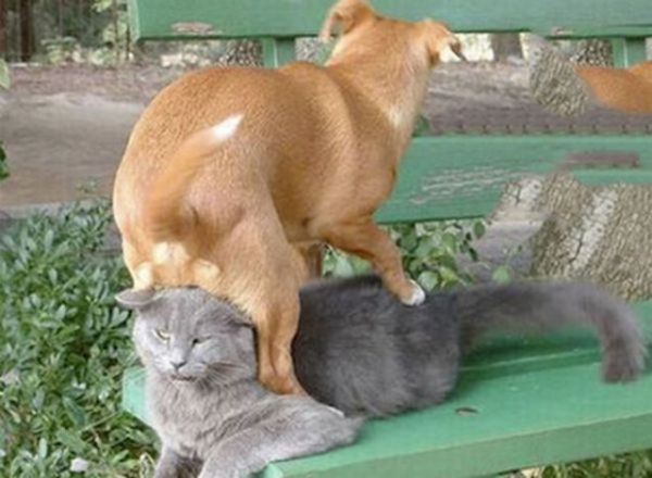 Собачий FAIL (33 фото)