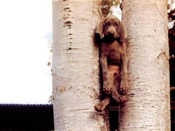 Собачий FAIL (33 фото)