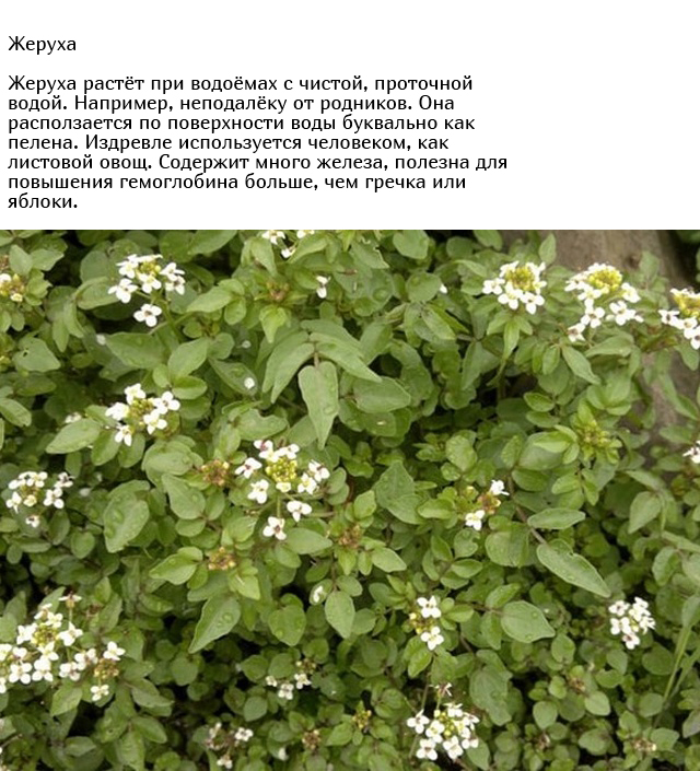 Обычные сорняки, о пользе которых вы могли не знать (10 фото)