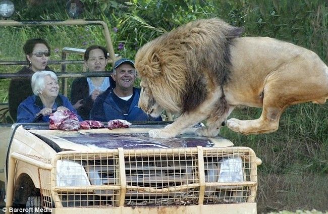 Дружелюбный лев (6 фото)