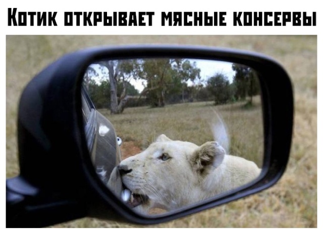 Подборка прикольных фото (59 фото)