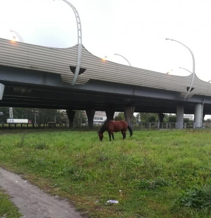 В Петербурге лошадь щипала траву возле остановки (2 фото)