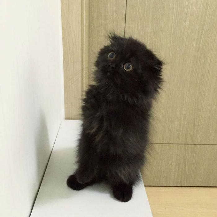 Котик, который всегда в шоке (17 фото)