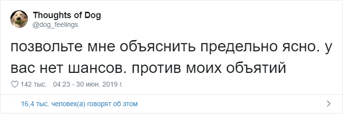Мысли собаки: странный и милый аккаунт в Твиттере (16 фото)