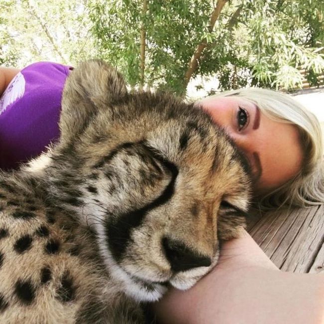 Она спасла котенка гепарда от охотников за трофеями (8 фото) Она спасла котенка гепарда от охотников за трофеями (8 фото)
