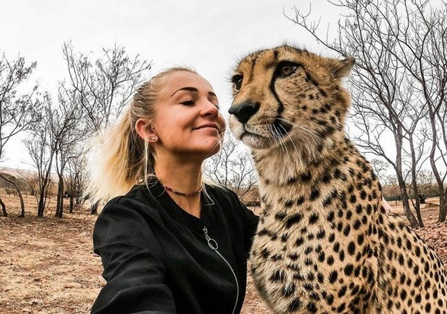 Красавица свободное время проводит с гепардами (8 фото)
