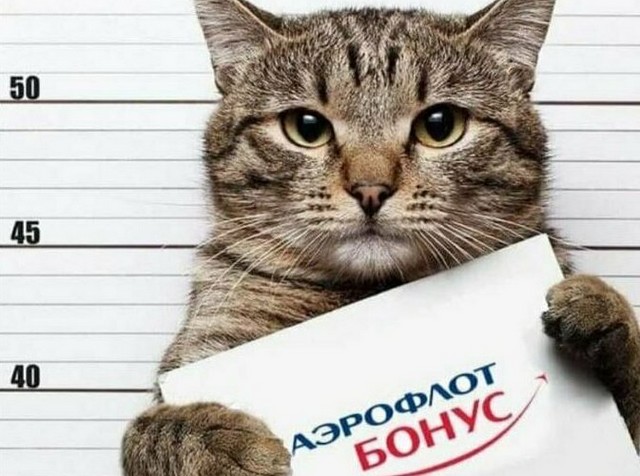 ЯМыТолстыйКот: как пользователи троллят «Аэрофлот» (18 фото)