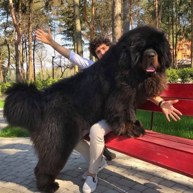 Тибетский мастиф - лохматый и очаровательный великан (16 фото)