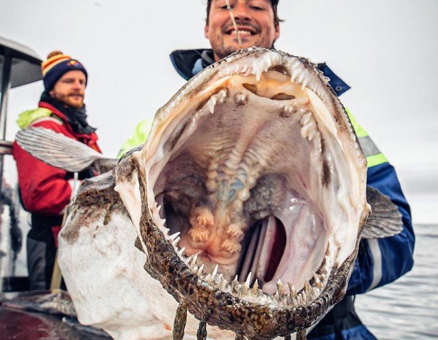 Русский рыбак достал со дна морских чудовищ (10 фото)