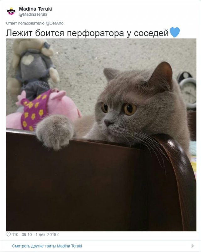 Пользователей Twitter попросили показать их животные (25 фото)