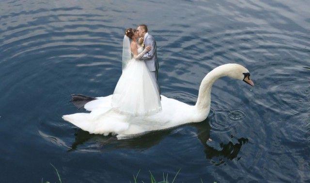 Свадебные фотографы, "Как не надо снимать свадьбу" (55 фото) Свадебные фотографы, "Как не надо снимать свадьбу" (55 фото)