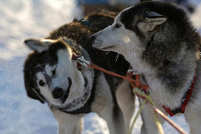 Гонка на собачьих упряжках «По земле Сампо» (33 фото) Гонка на собачьих упряжках «По земле Сампо» (33 фото)
