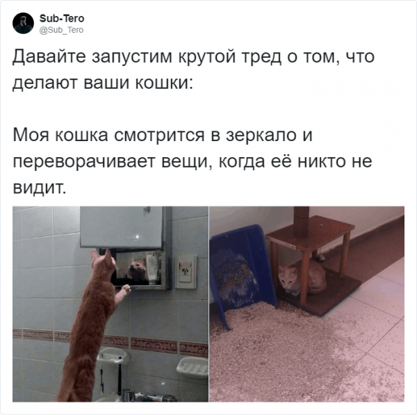 Самые странные существа на планете - это коты (19 фото)