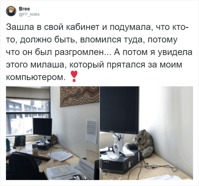 В офис австралийки забрался поссум, который позже стал мемом (17 фото)
